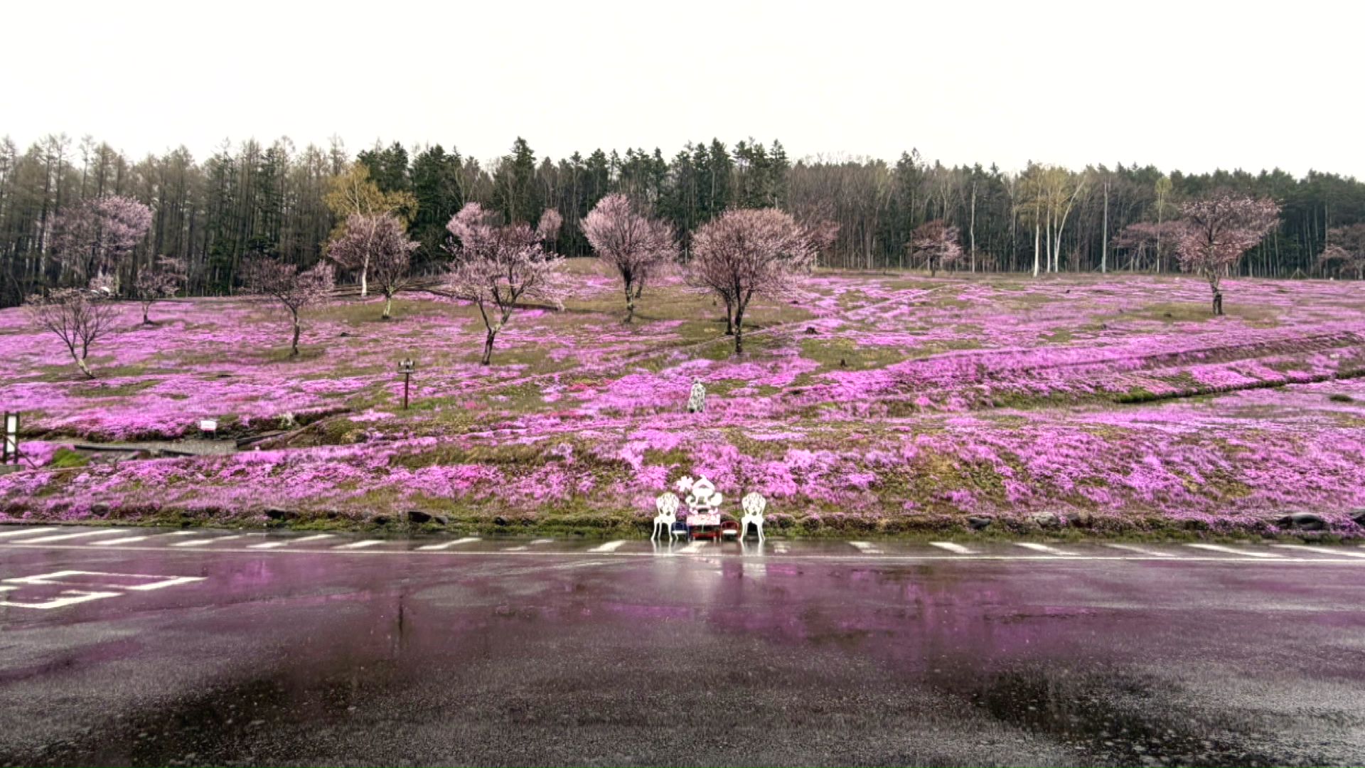 滝上公園 5月4日の様子(提供:滝上町観光協会)