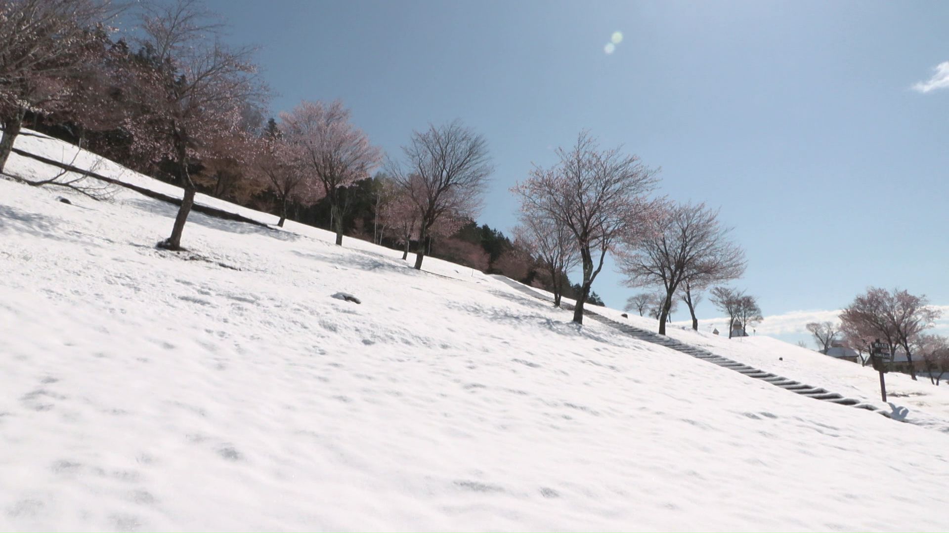 芝桜を覆うほど雪が積もった