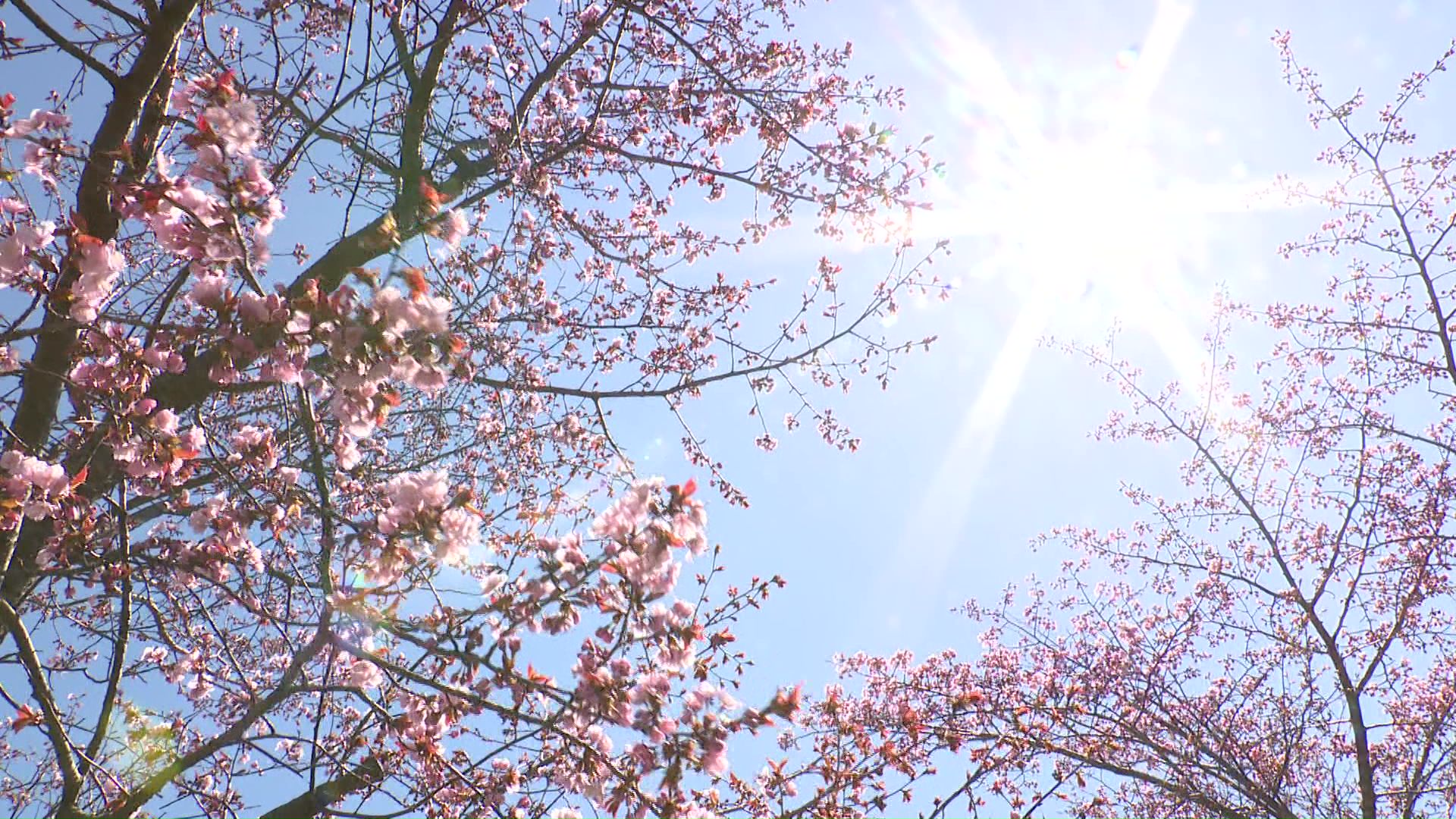 釧路市の桜