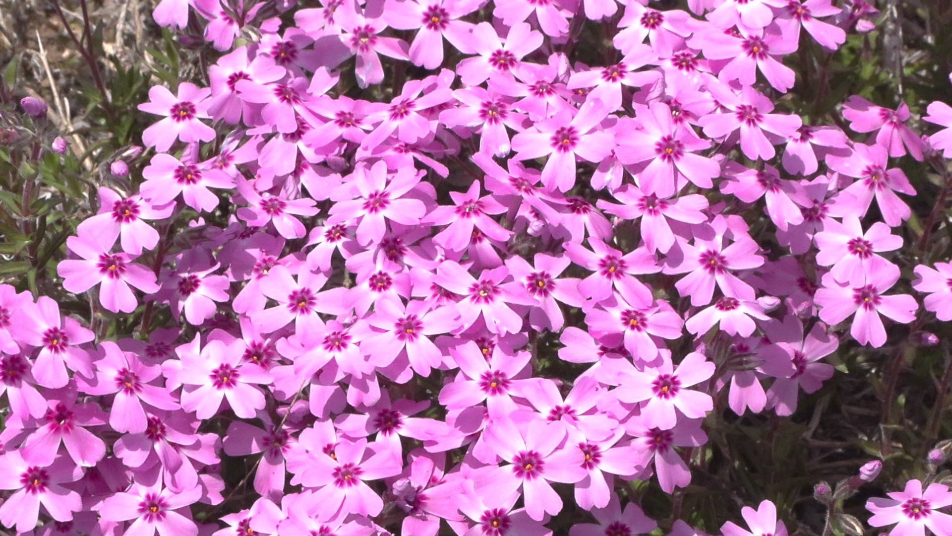 開花が進んだシバザクラ