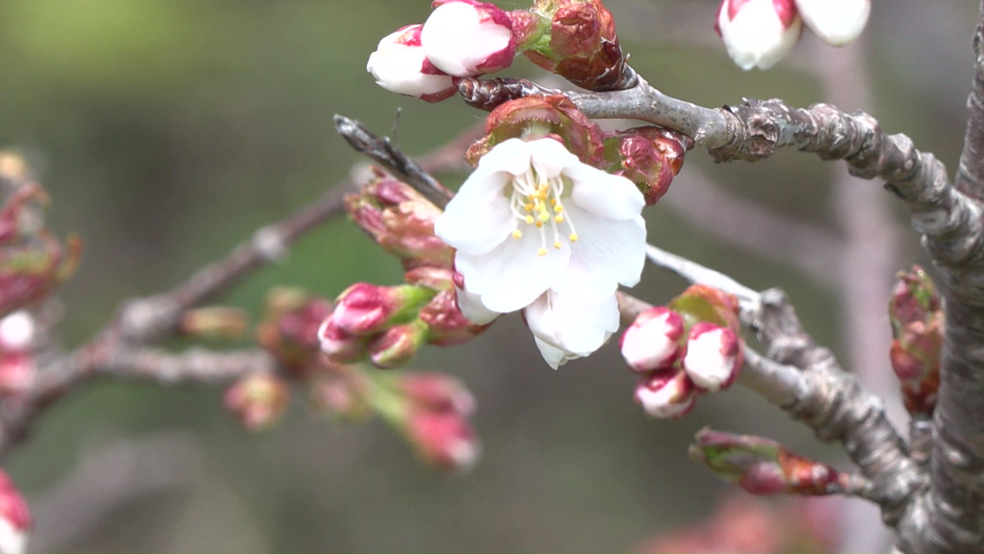 チシマザクラが開花