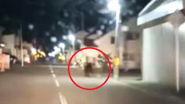 湧別町で撮影されたクマ(撮影:視聴者)