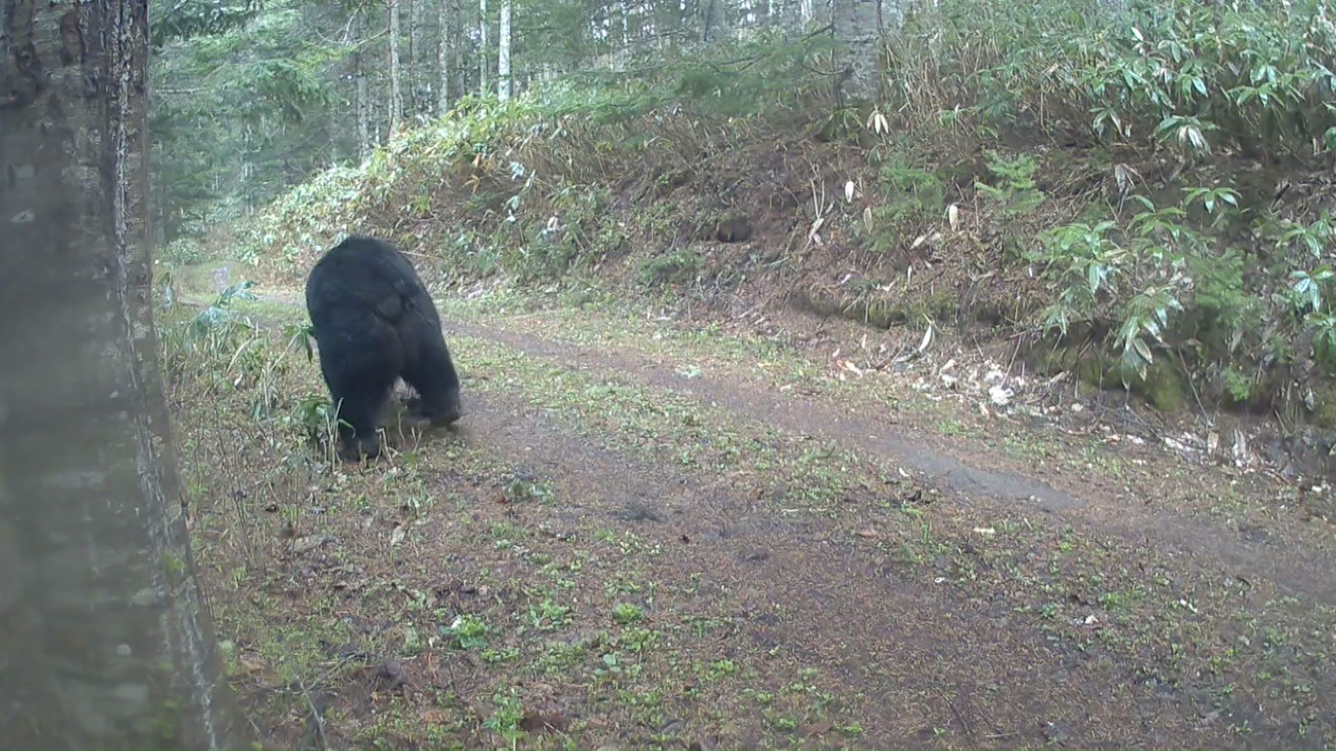 悠々と歩く巨大なクマの後ろ姿(撮影:黒澤徹也さん)