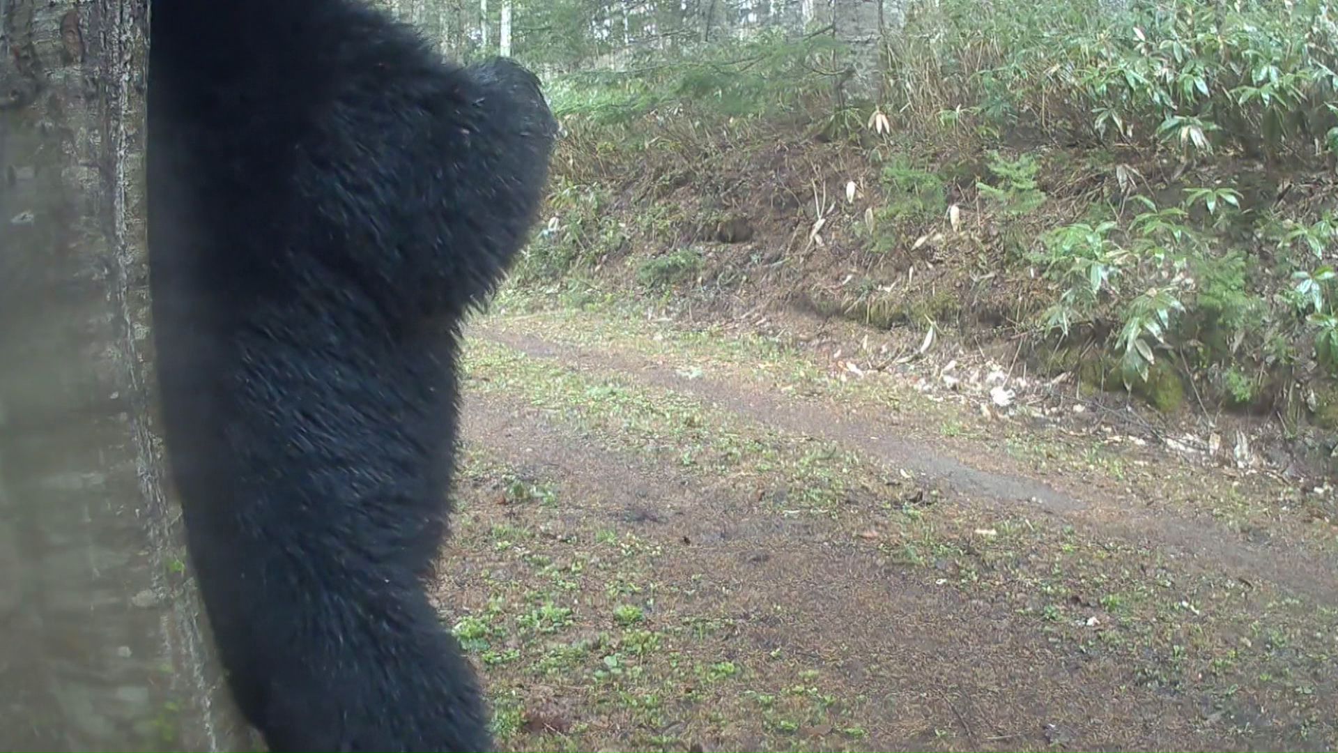 クマが木に背中をこすりつける姿（撮影：黒澤徹也さん）