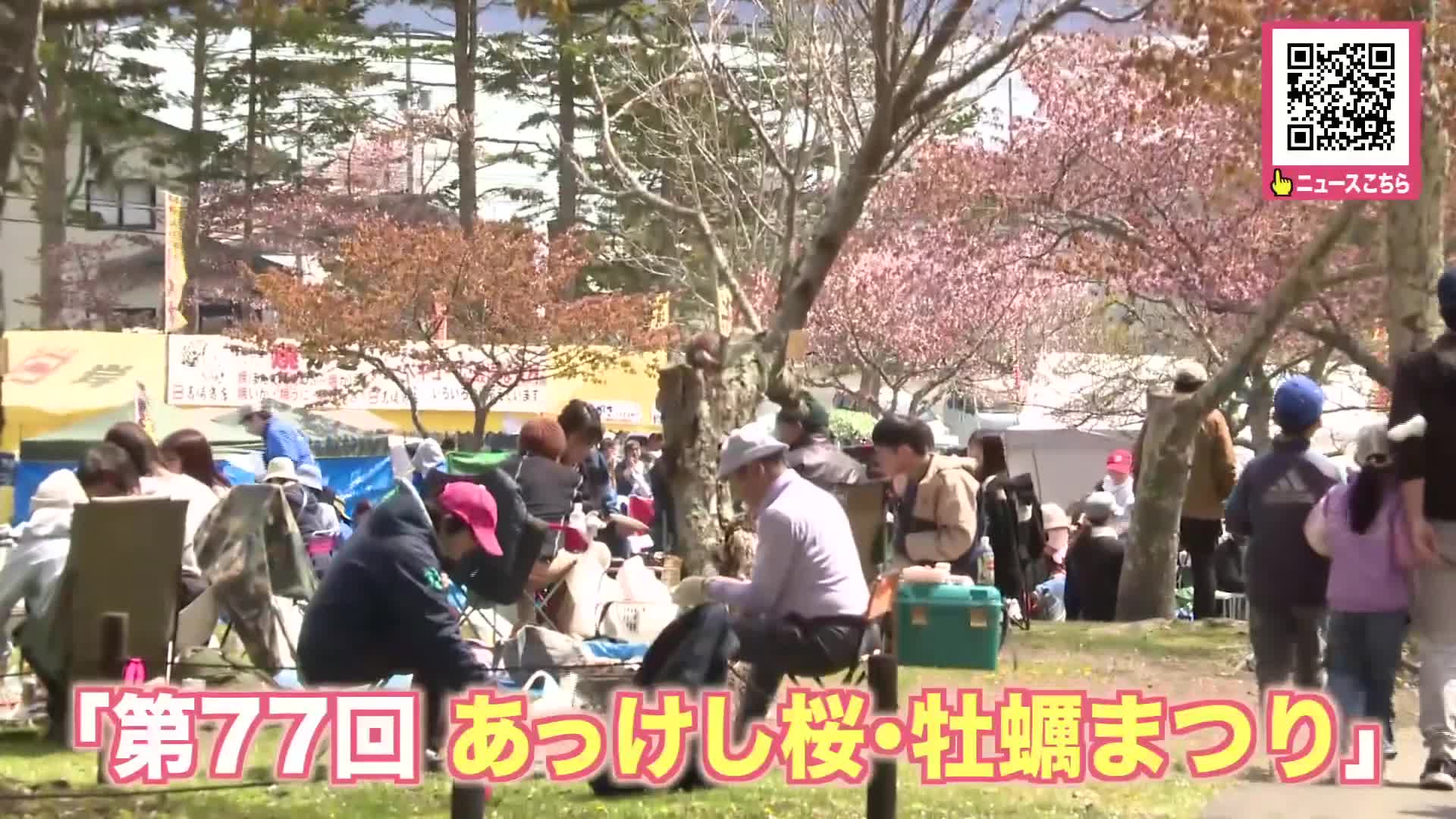 『あっけし桜・牡蠣まつり』大勢の来場者で賑わう「プリプリしてて身が弾力あって美味しい」「100個くらい食べたい」1000本以上の桜見ながら旬の牡蠣を堪能！〈北海道厚岸町〉