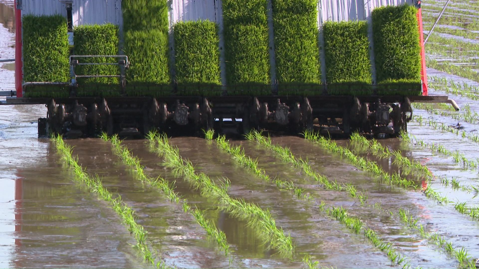 北海道で田植えが開始