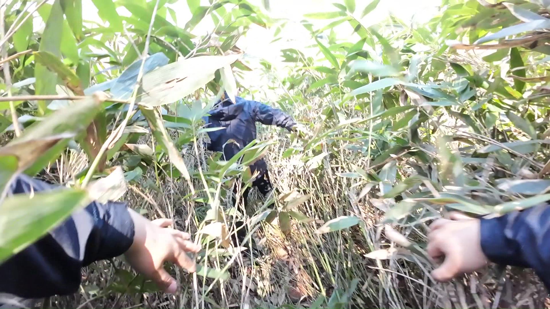 笹やぶに囲まれ視界をさえぎられる