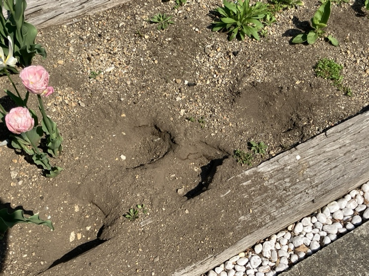 住宅の花壇に残された足跡〈札幌・手稲区〉
