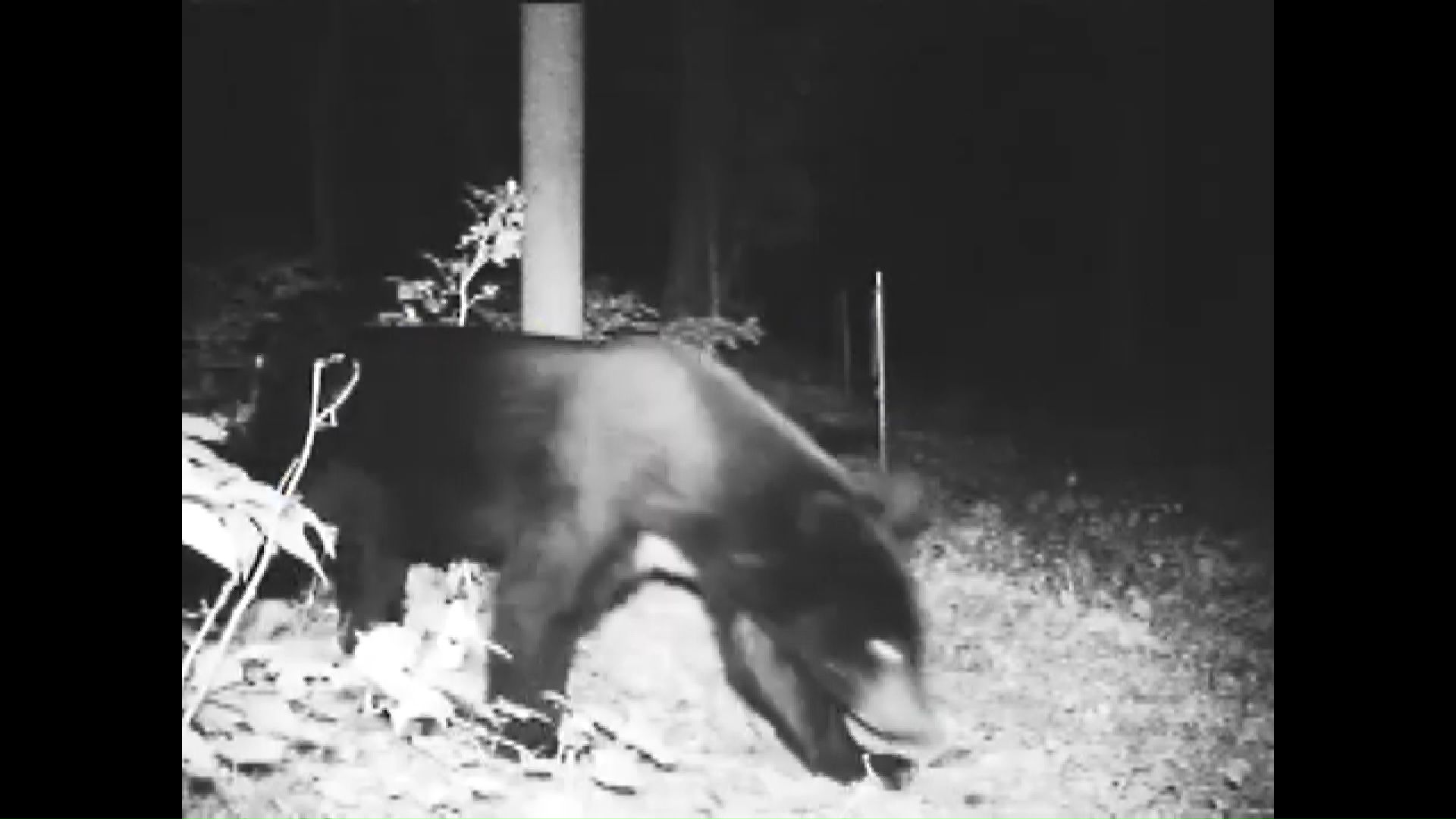 電気柵に反応して逃げ去るクマ(岩手県公式動画チャンネルより)