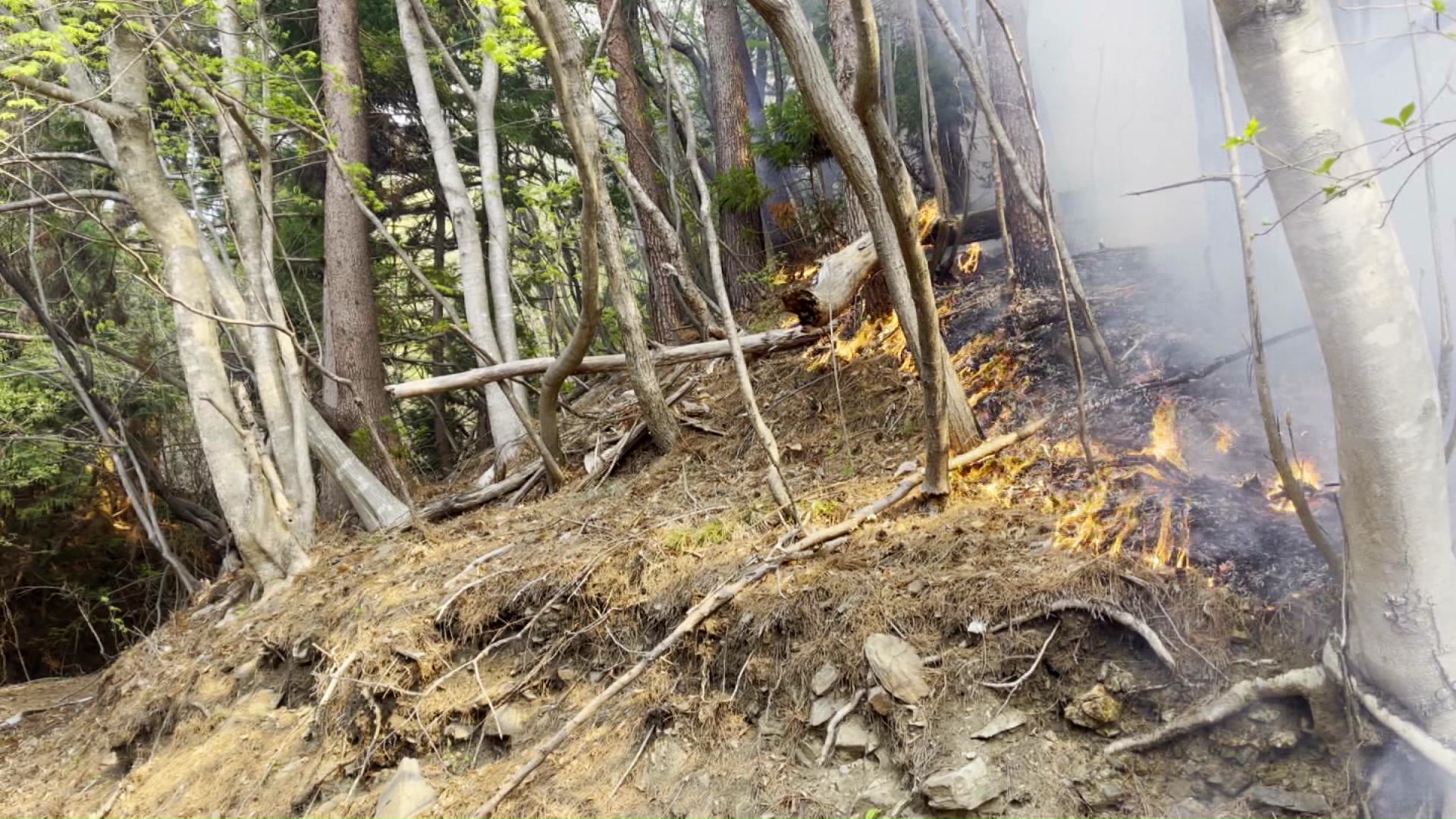 吉祥寺の裏手に迫った山火事(提供:視聴者)