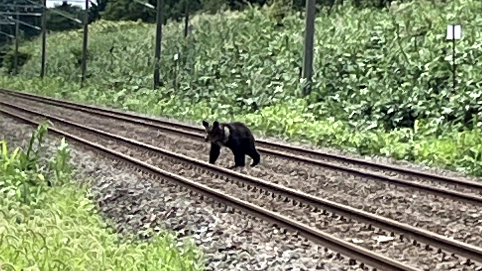 線路を横断するクマ