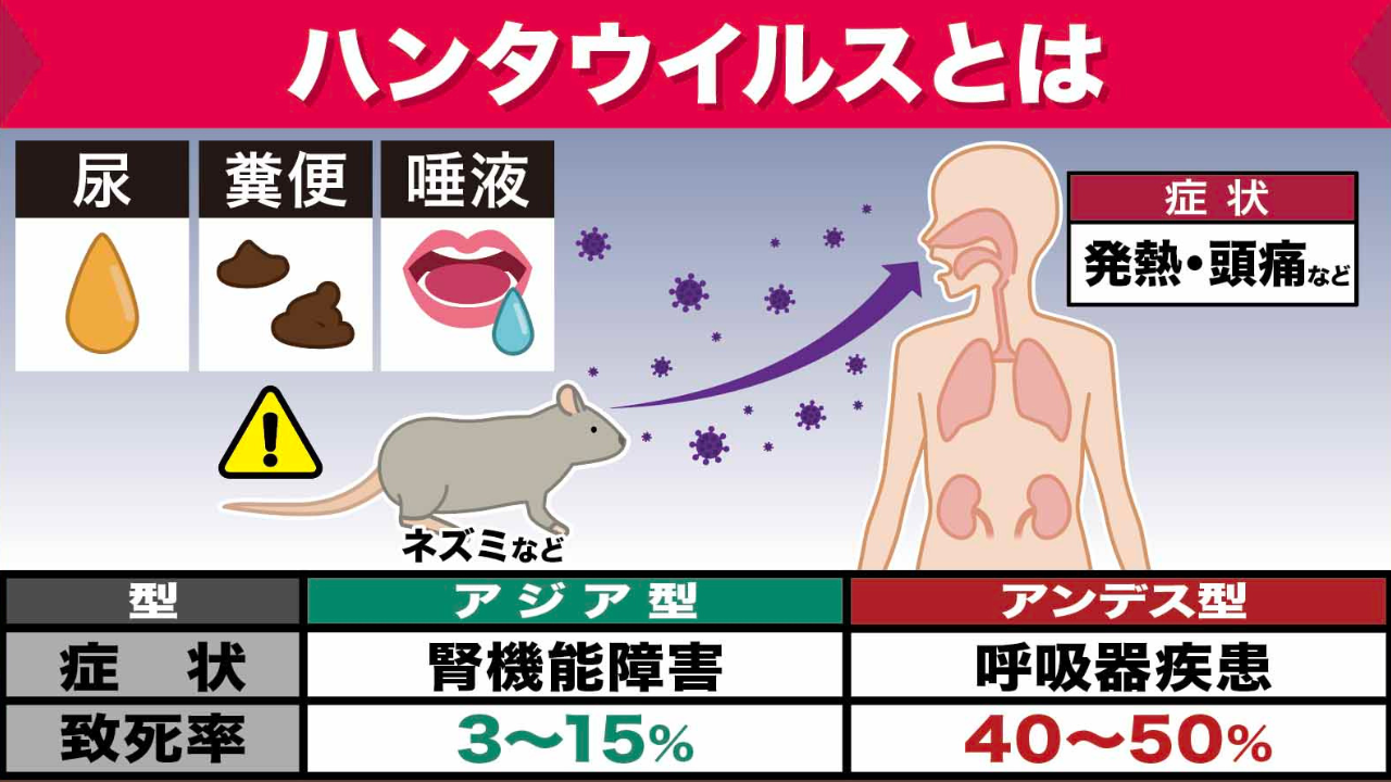 ハンタウイルスとは?