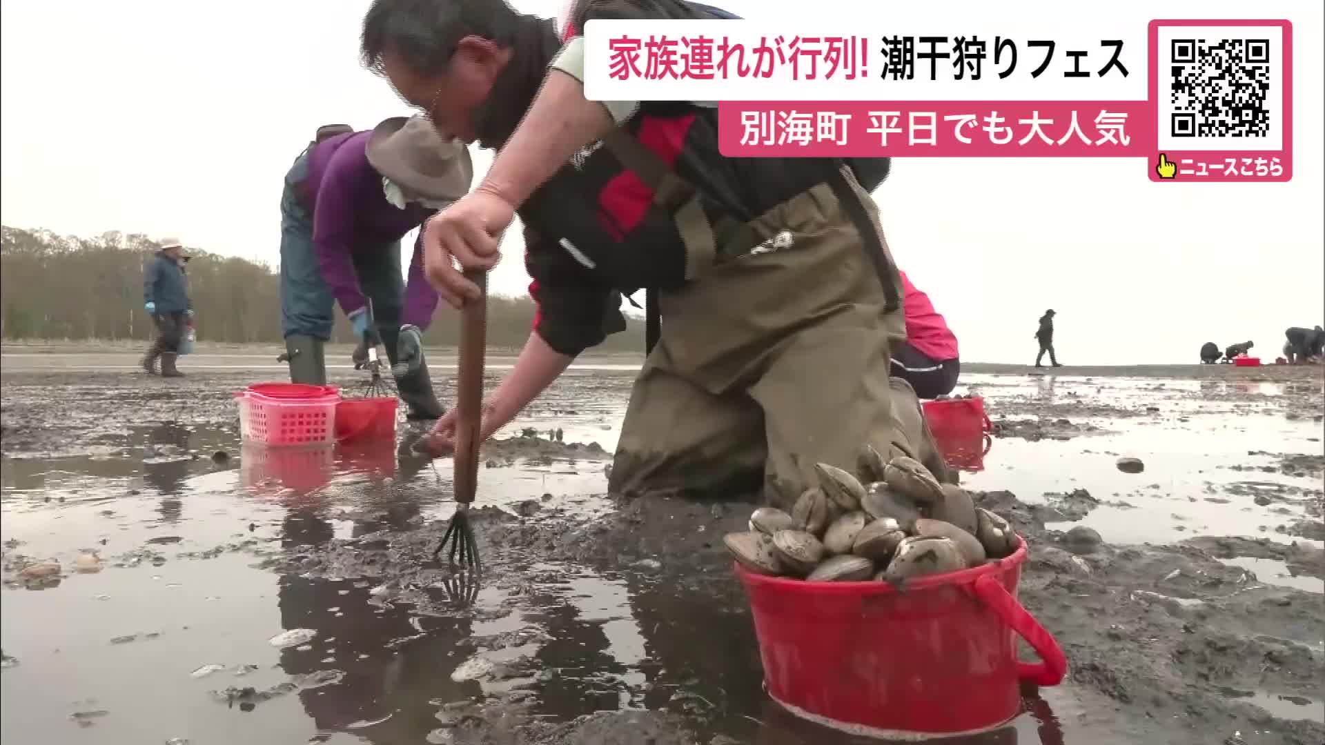 特大アサリを掘り当てたい！『潮干狩りフェスティバル』家族連れなどが行列なして大にぎわい～初日は約500人参加「ごま油で炒めるとおいしい」21日まで〈北海道別海町〉
