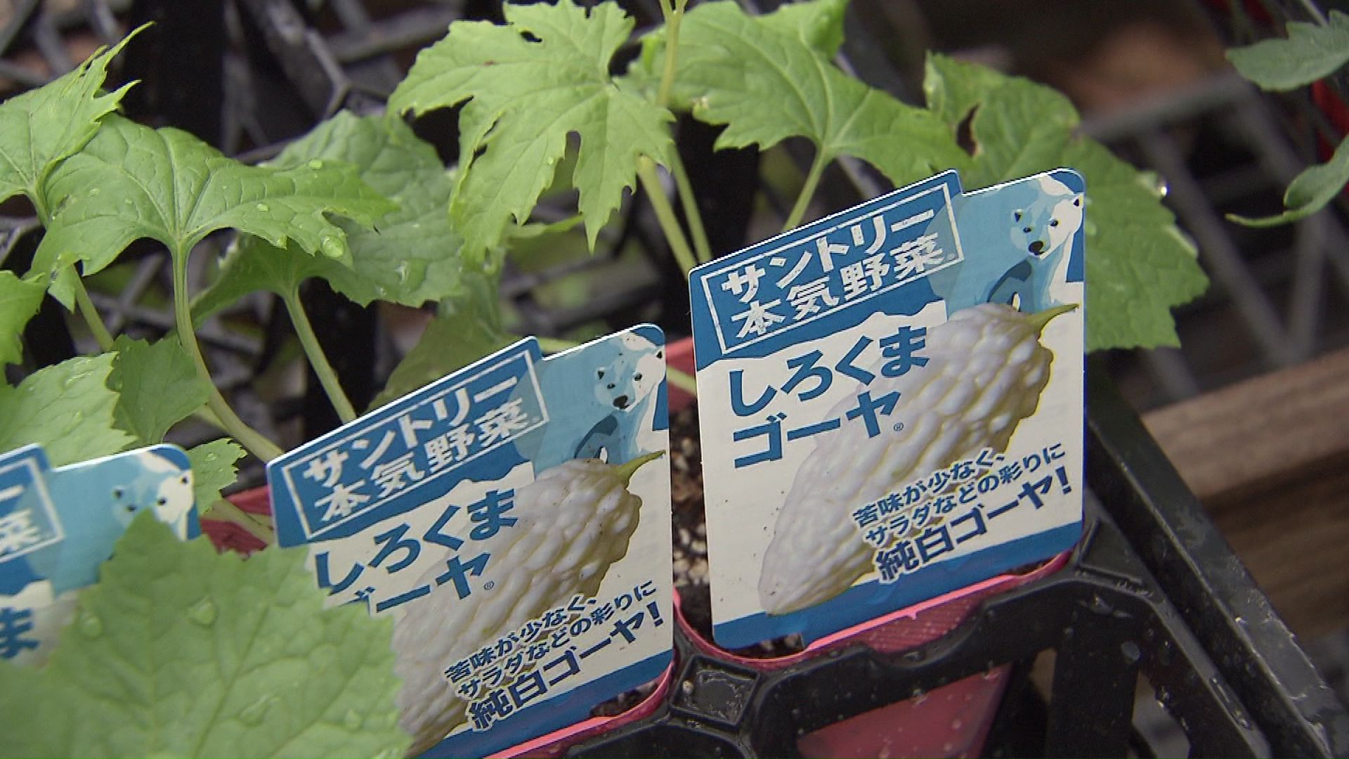 白いゴーヤーも人気？