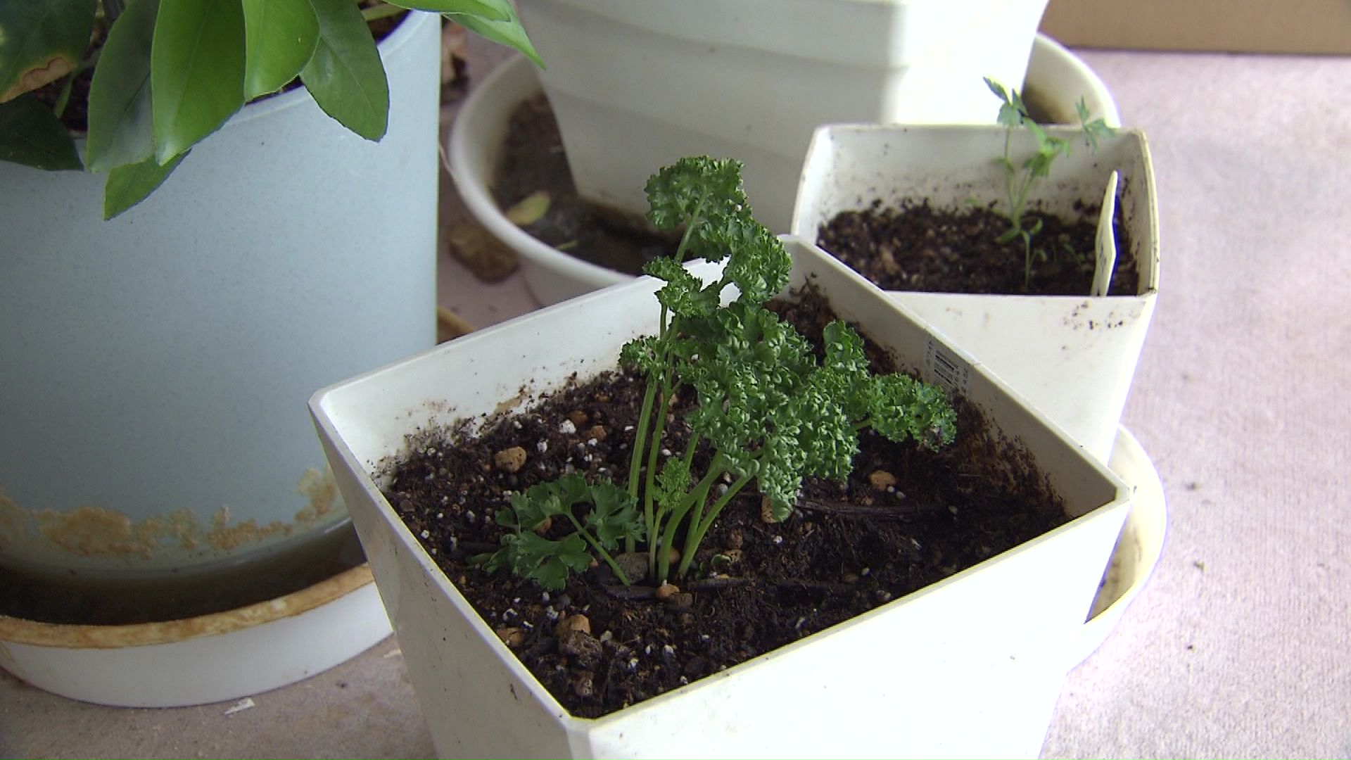 苗を購入していた方のご自宅にお邪魔すると沢山の野菜が