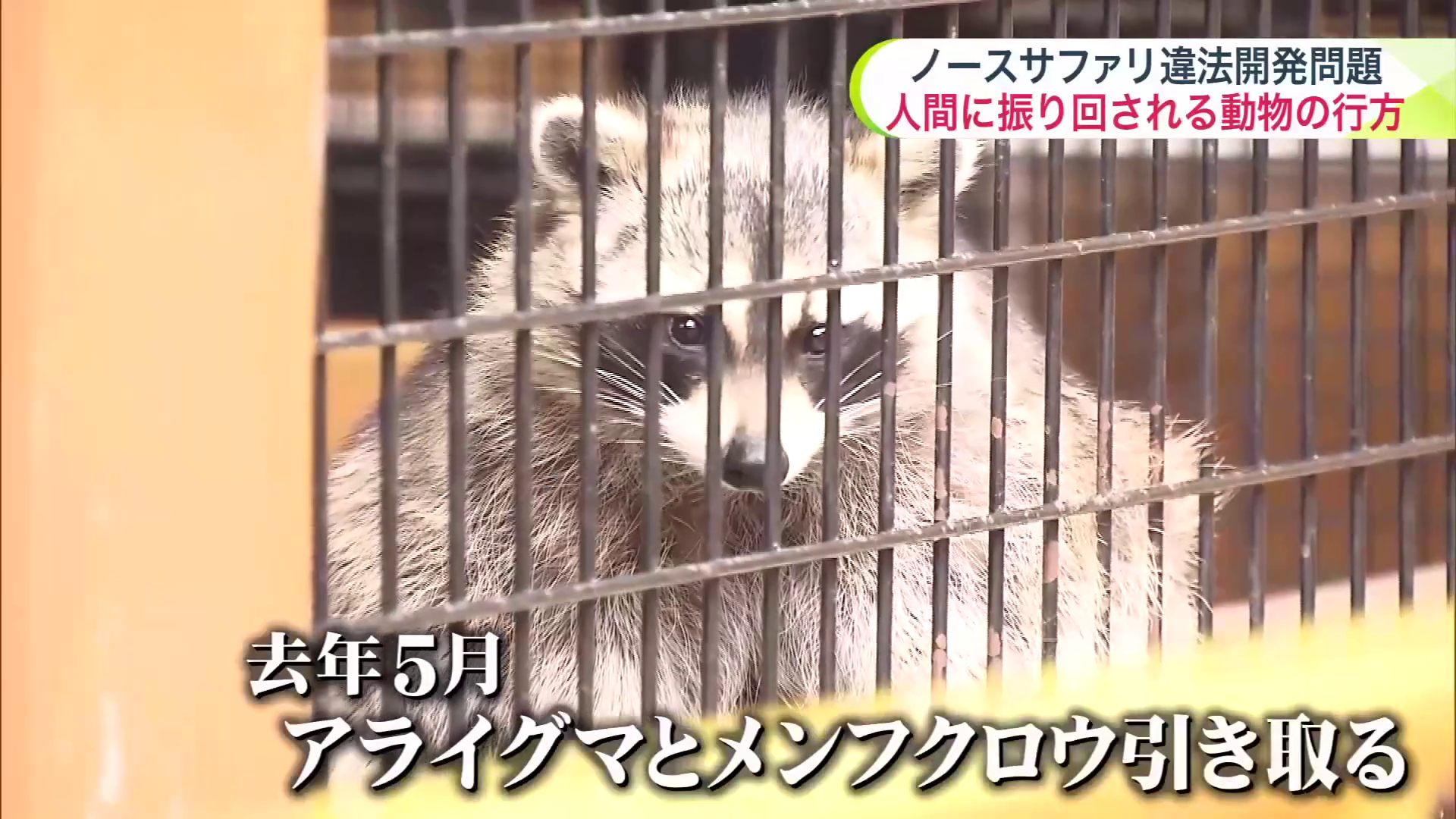 「ノースサファリサッポロ」から引き取ったアライグマ
