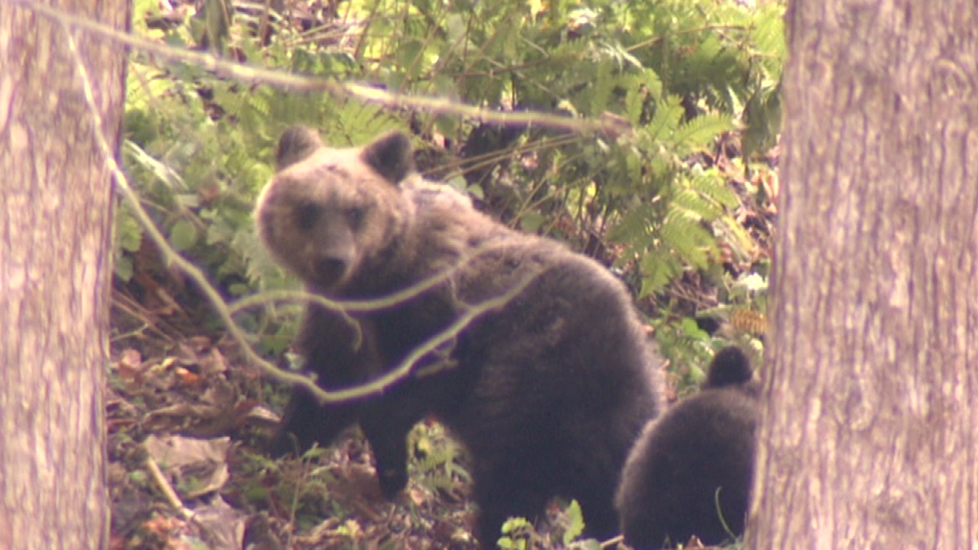 近年クマの出没が多い