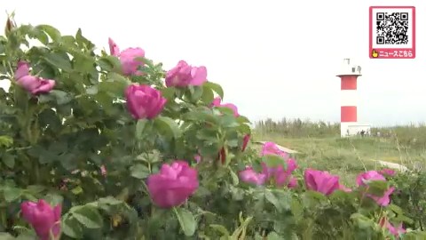 見ごろを迎えたハマナス