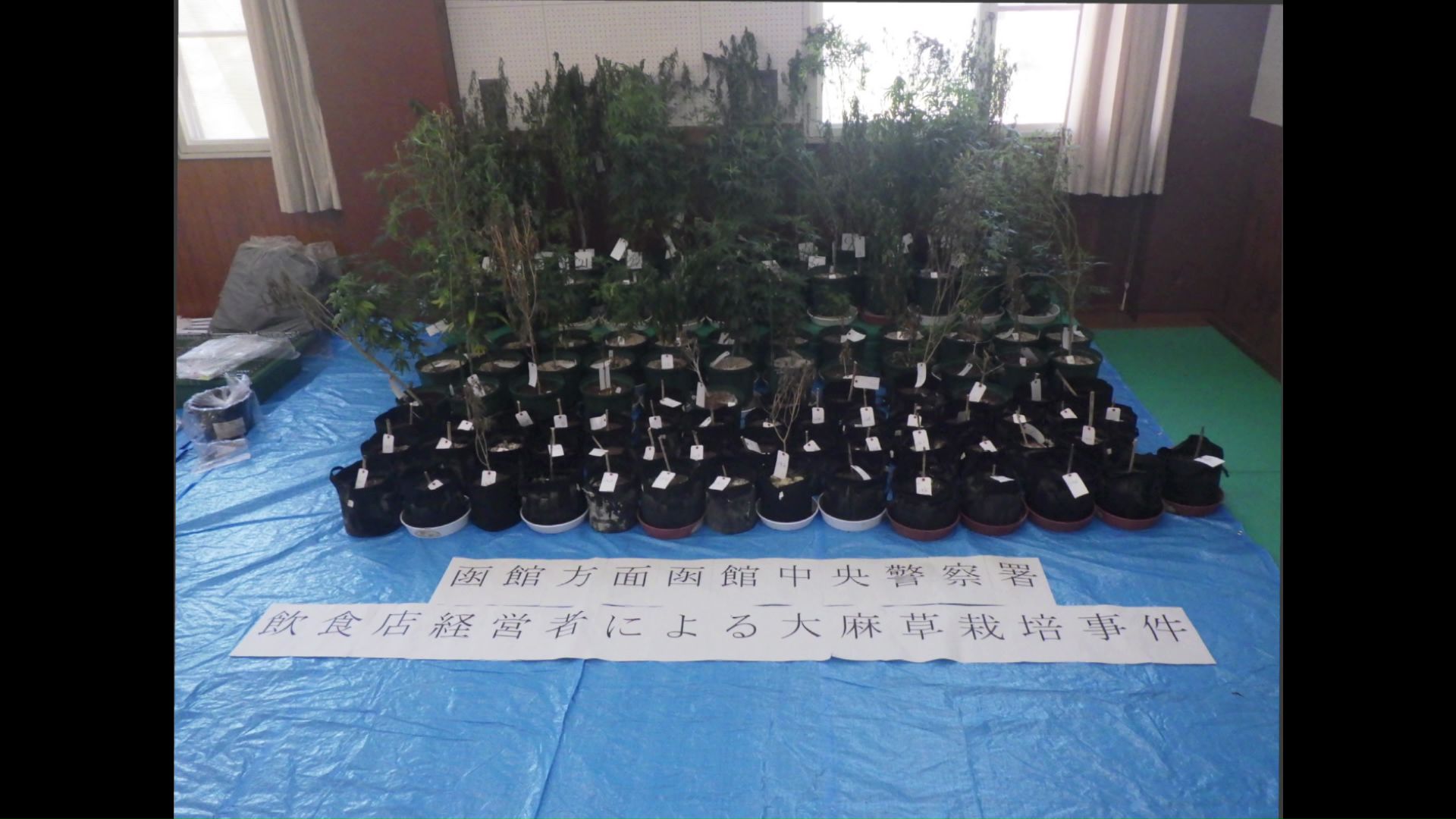 大麻草を栽培し、麻薬である乾燥大麻を所持していた疑い(提供:道警)