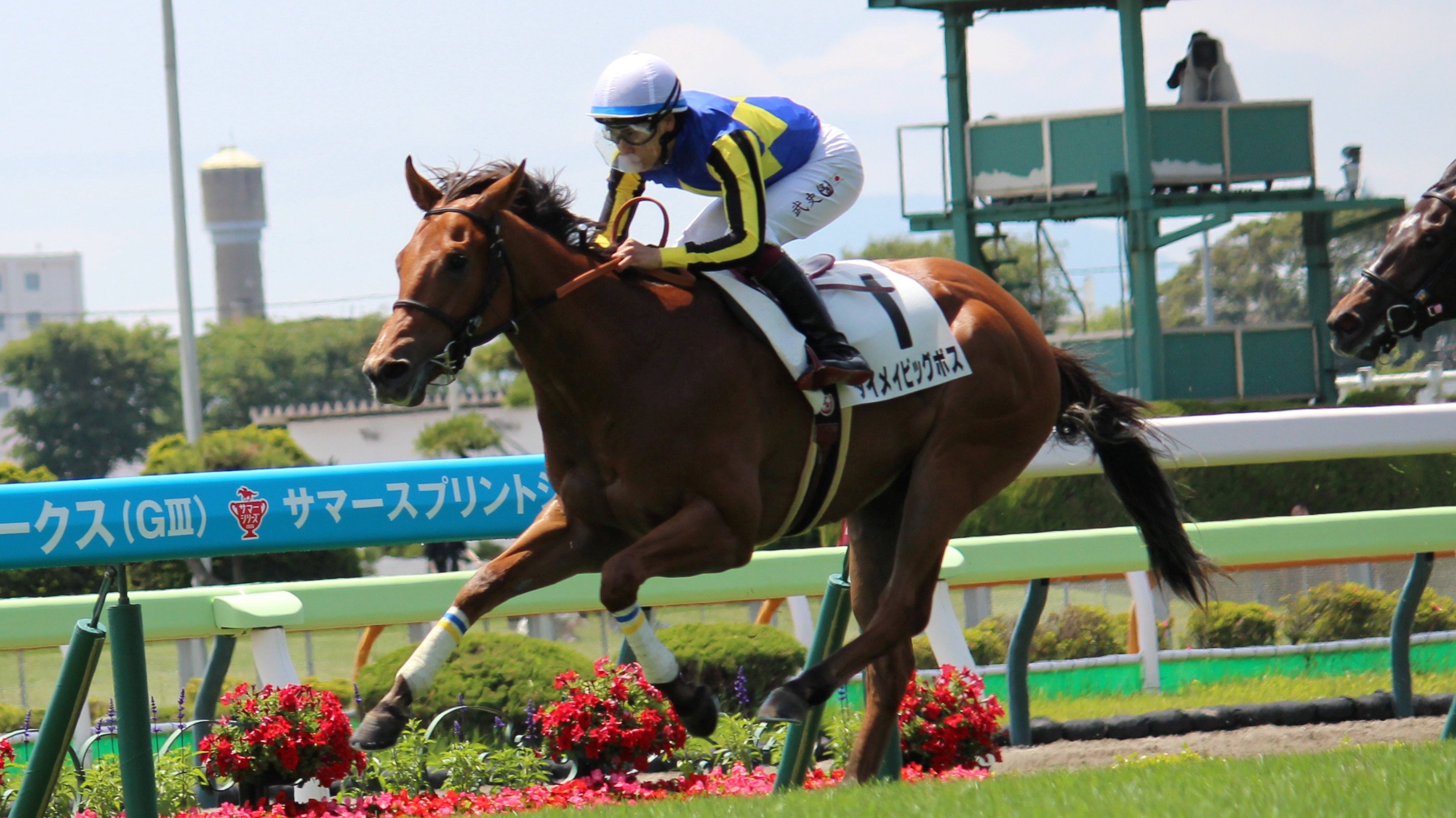 メイクデビュー函館を勝ったダイメイビッグボス豪