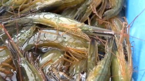 ゆでると真っ赤になり「海のルビー」に様変わり