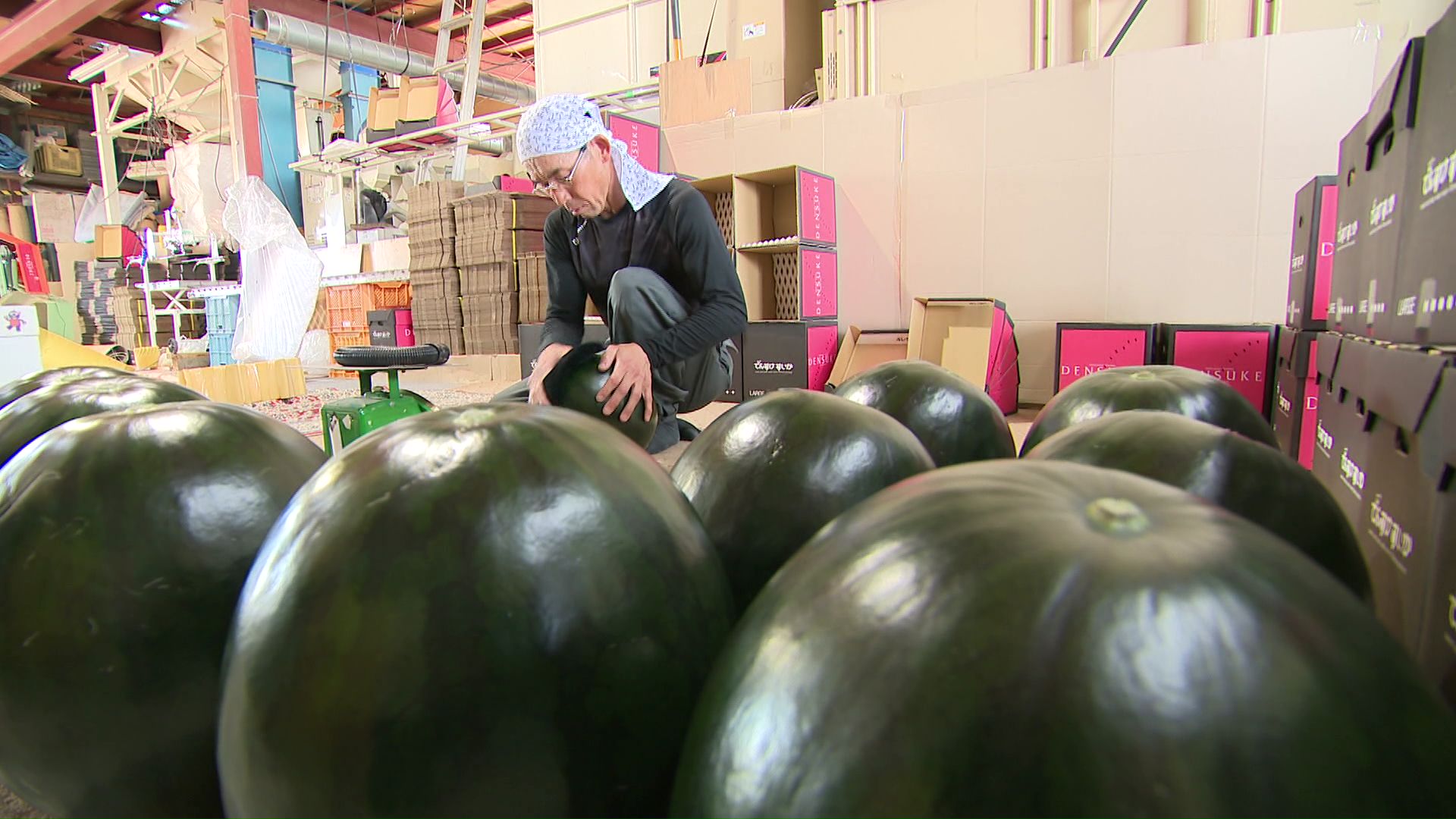 生産者の手作業で磨かれる「でんすけすいか」