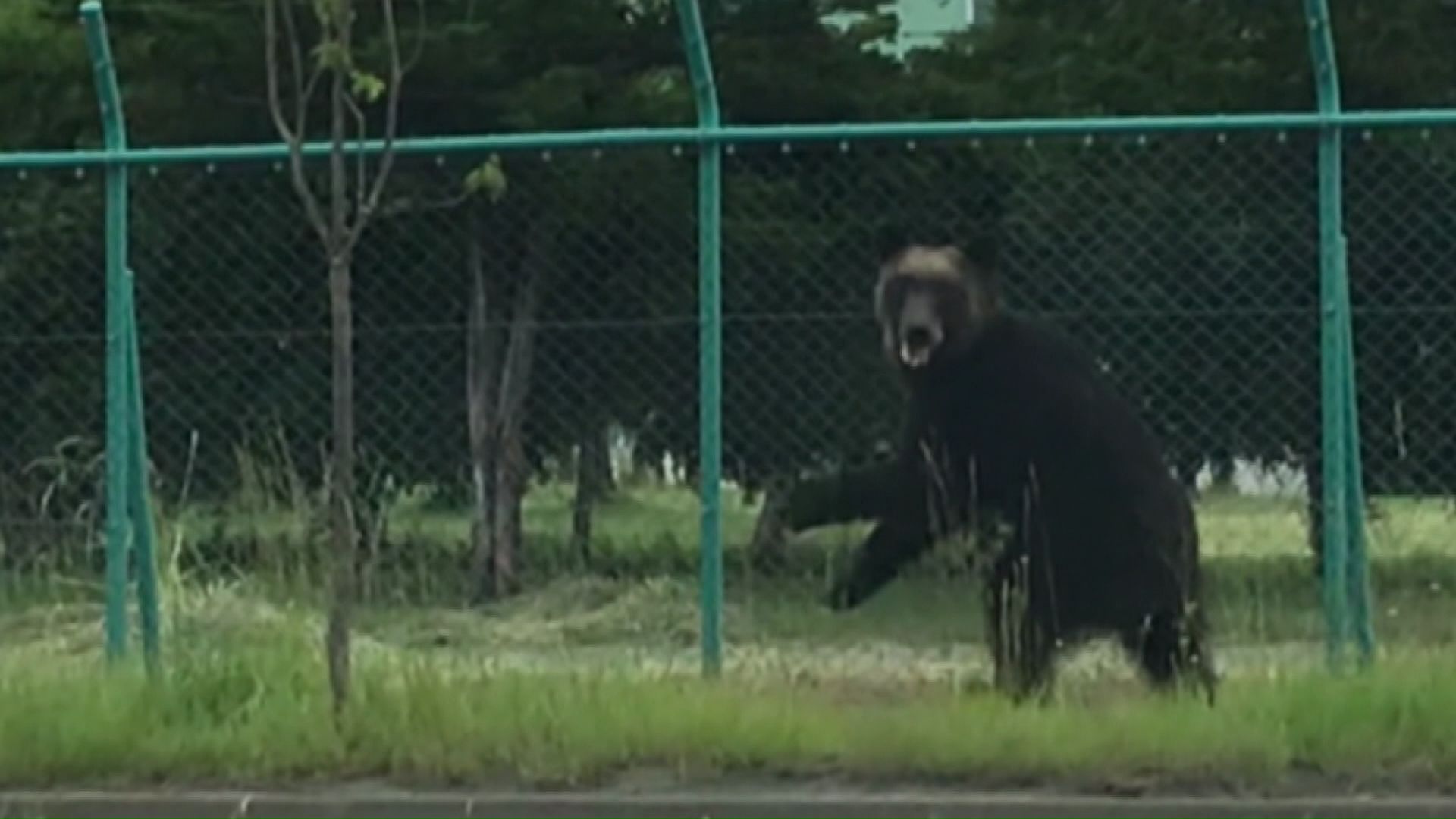札幌市東区にクマが出没（2021年）