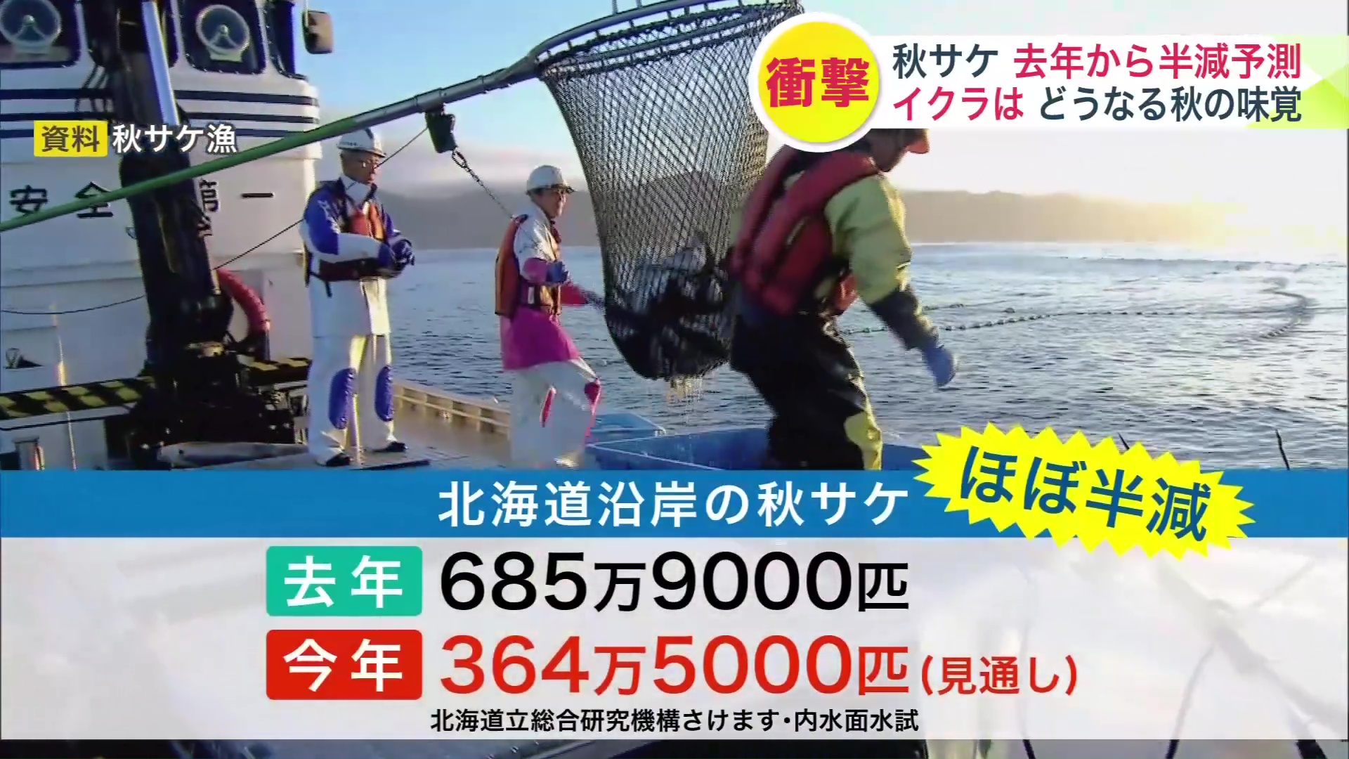 秋の味覚がピンチ】“秋サケ”が激減の予測で北海道名産“イクラ”どうなる
