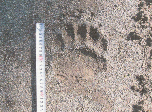 見つかったクマの足跡(北海道警提供)