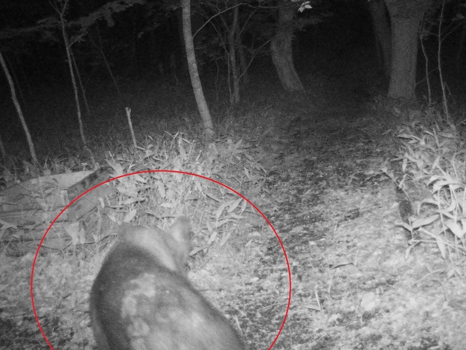 24日に撮影されたクマのような動物（新冠町提供）