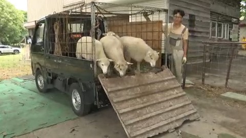 到着したヒツジたち