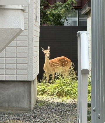 札幌市中心部の住宅街に迷い込んだエゾシカ(7月7日午後0時40分ごろ)