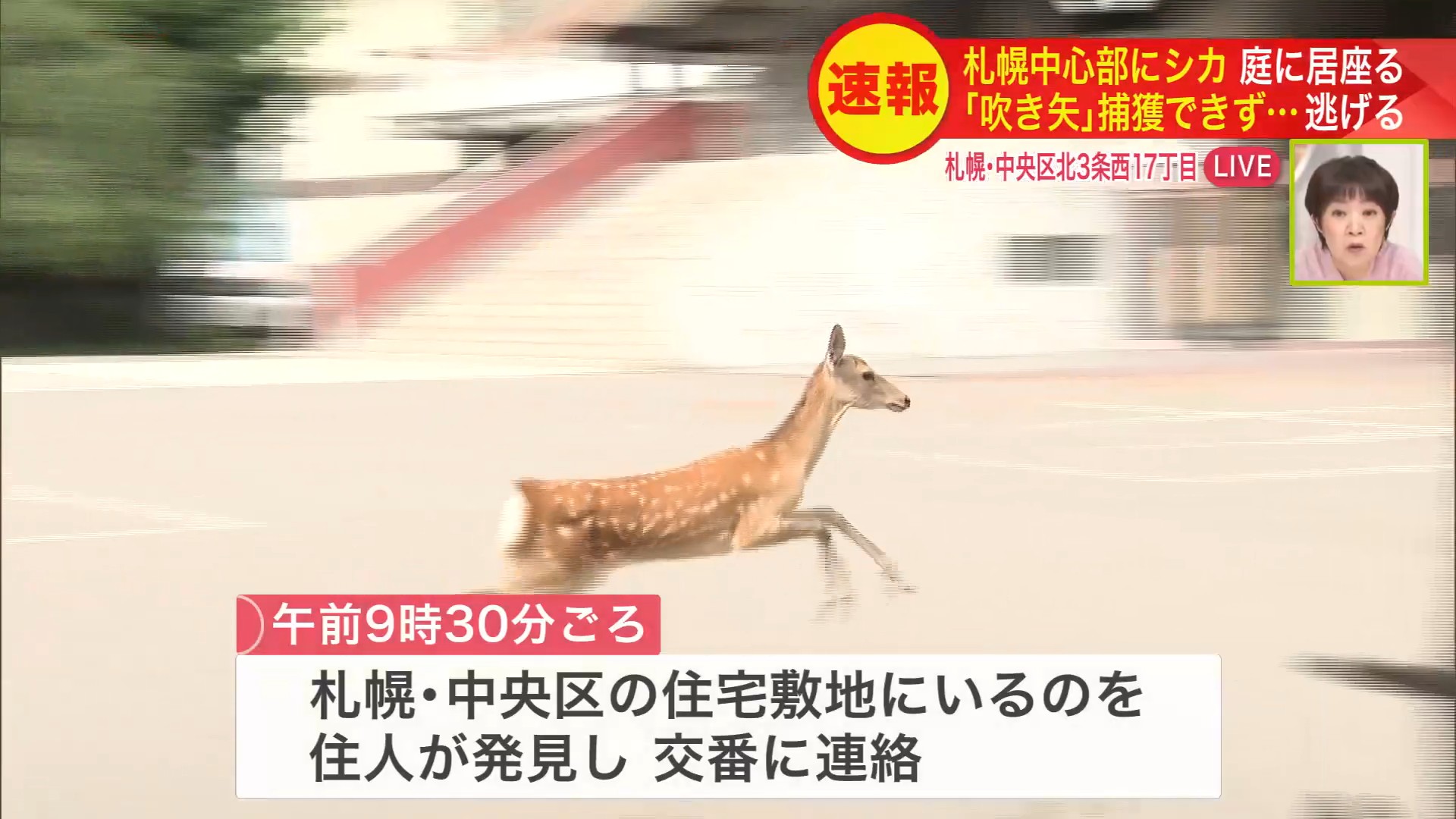 札幌市内を走り回るシカ