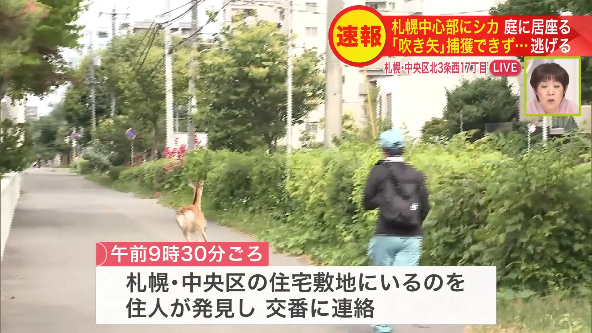 「吹き矢」による捕獲作戦から逃れ逃走