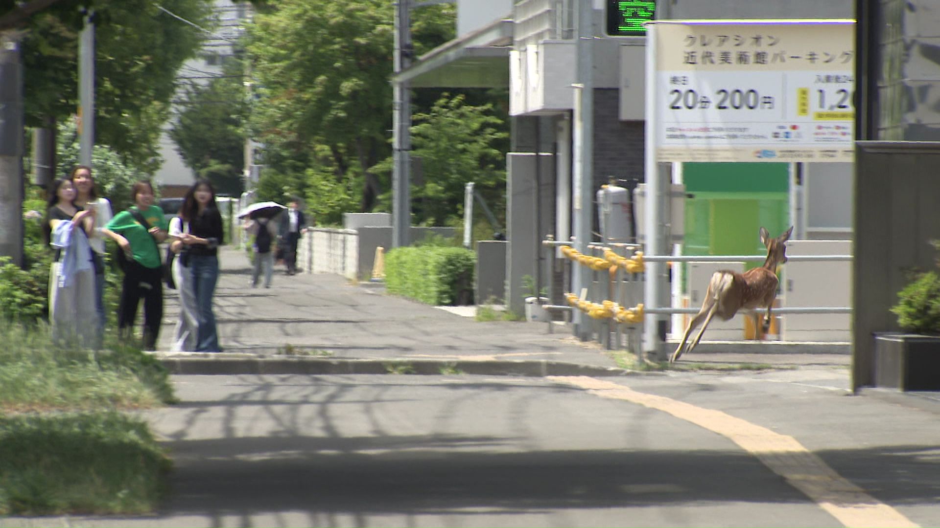 街中を走るシカ