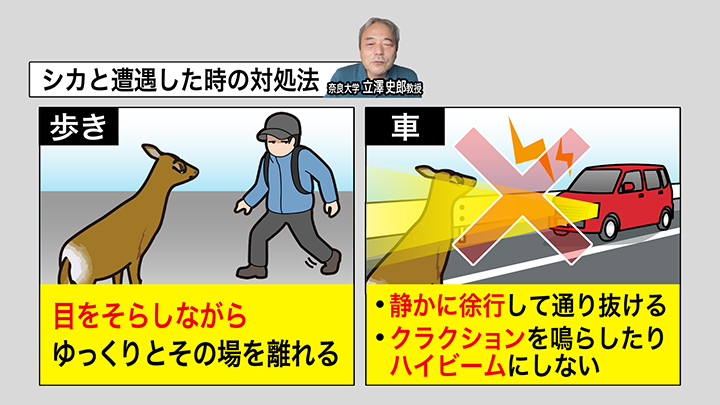 シカと遭遇したら…