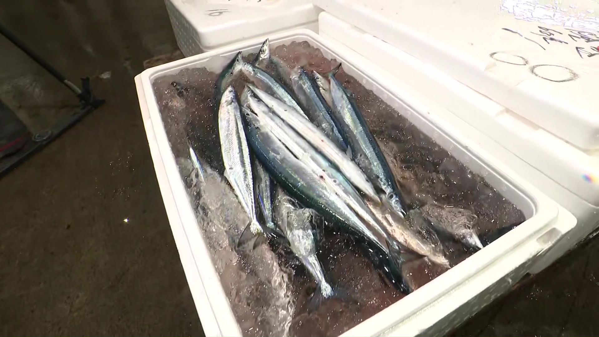 釧路ではサンマが100キロほど水揚げされた