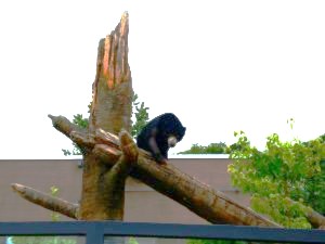 屋外展示される小熊妹(6月29日 提供:札幌市円山動物園)