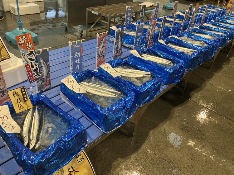 札幌市中央卸売市場には釧路港で初水揚げされたサンマが並んだ