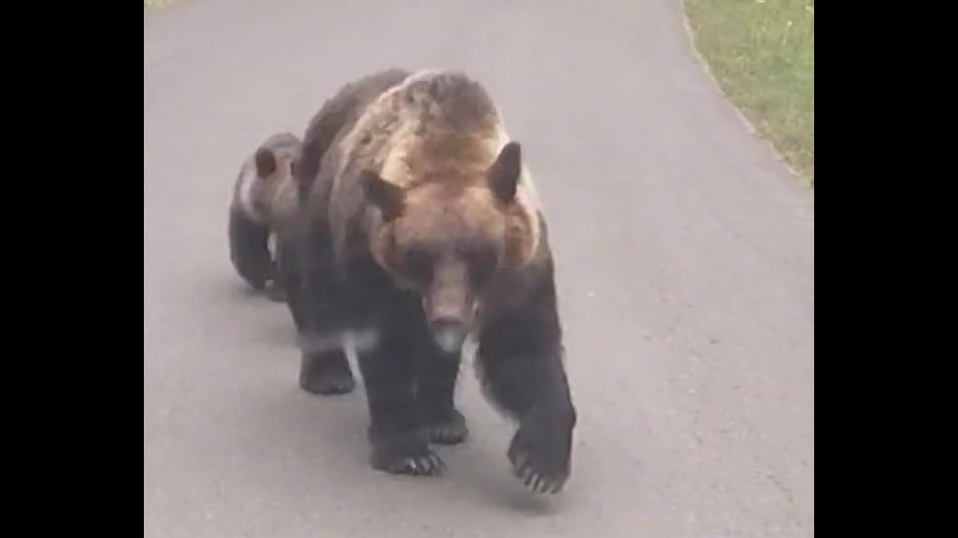 羅臼岳ではクマの出没が相次ぐ(2025年8月撮影)