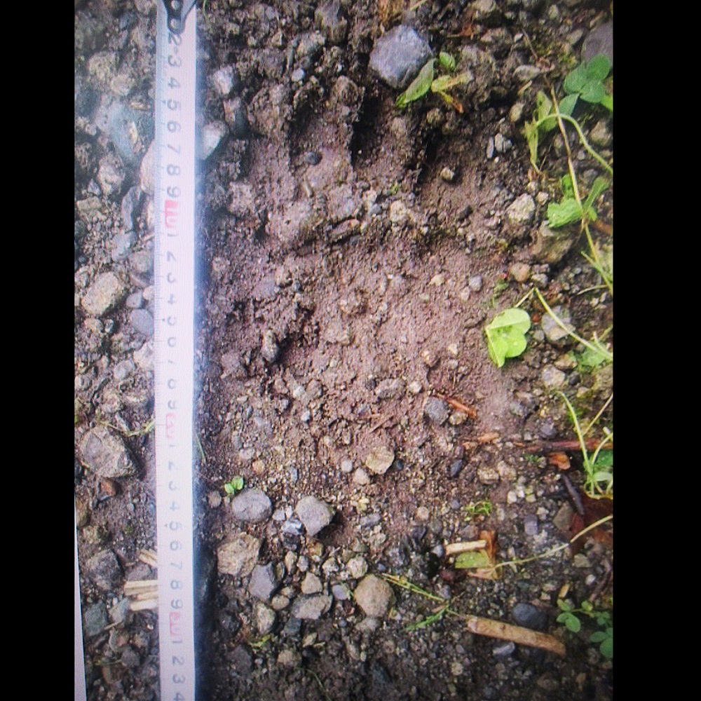 ヒグマが目撃された付近で見つかった足跡(提供:道警)