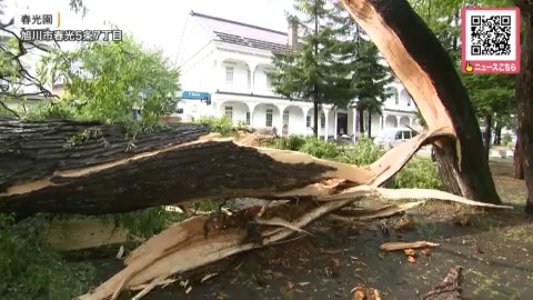 旭川市では落雷によるとみられる倒木が