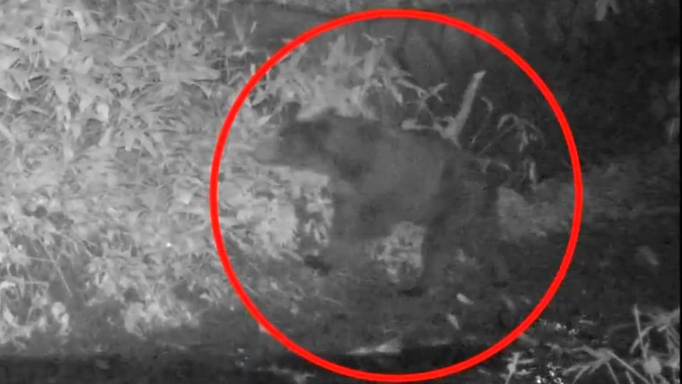 カメラに映ったクマの姿（提供：札幌市）