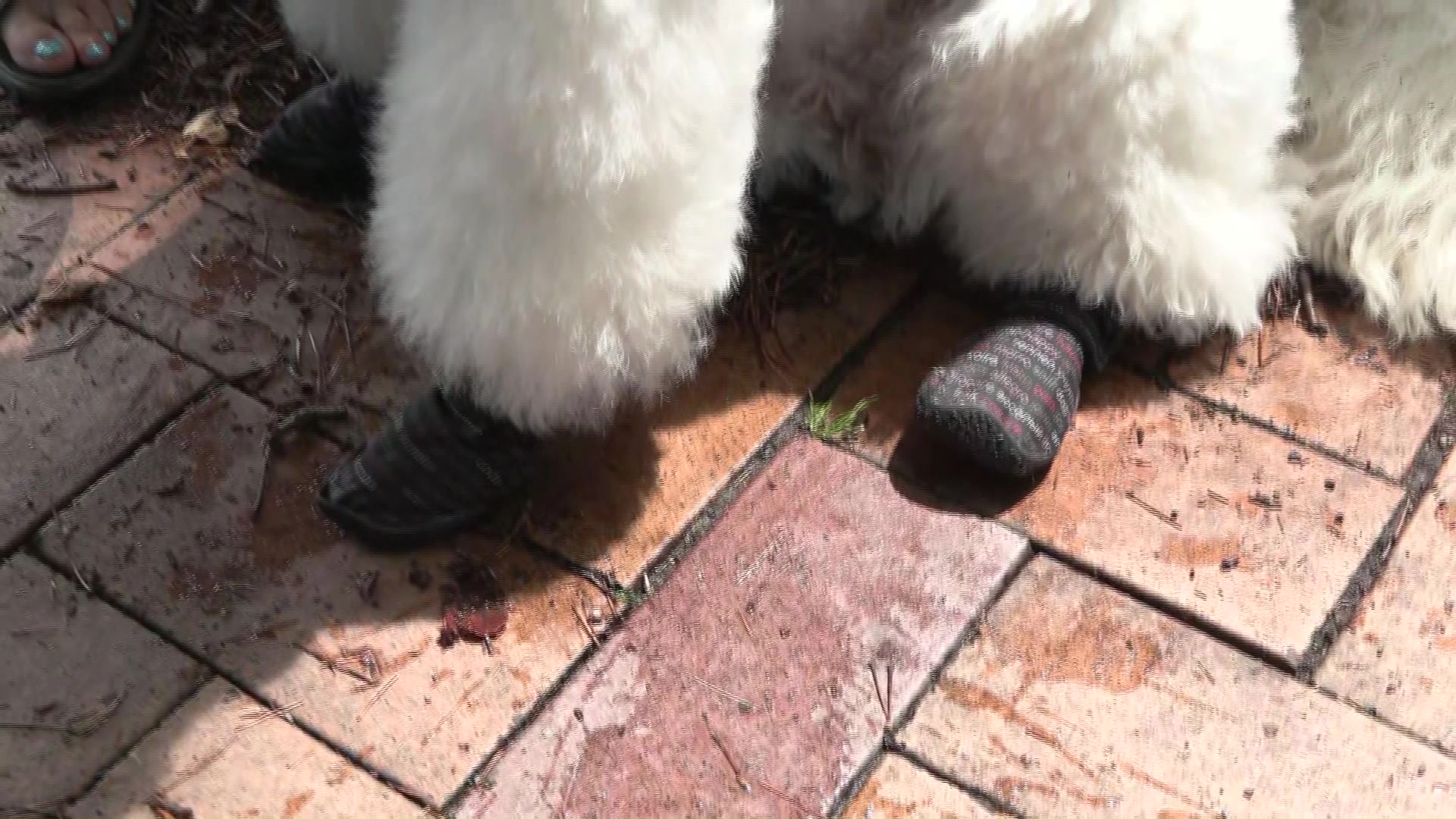 犬の散歩では靴を履かせて暑さ対策