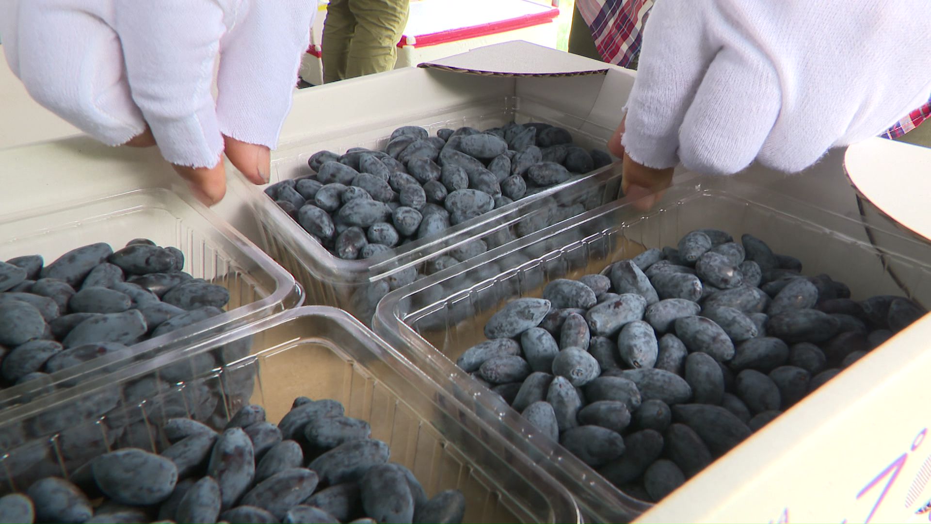 収穫されたハスカップは札幌市・苫小牧市に出荷