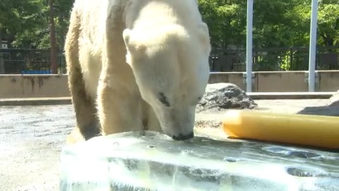 ハチミツ入りの氷にかじりつくホッキョクグマ