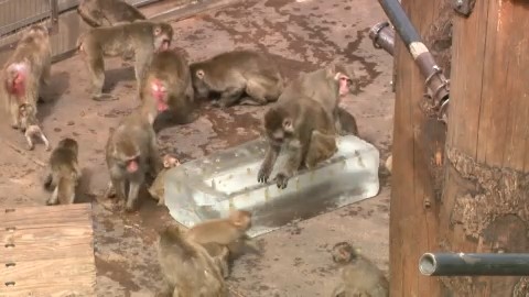 サル山にも冷たい氷を差し入れ