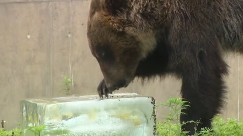ヒグマも氷の中のハチミツに夢中