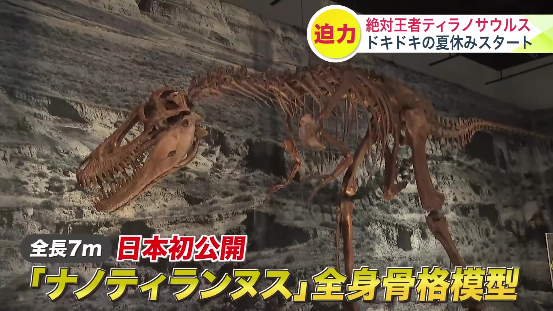 「ナノティランヌス」全身骨格模型