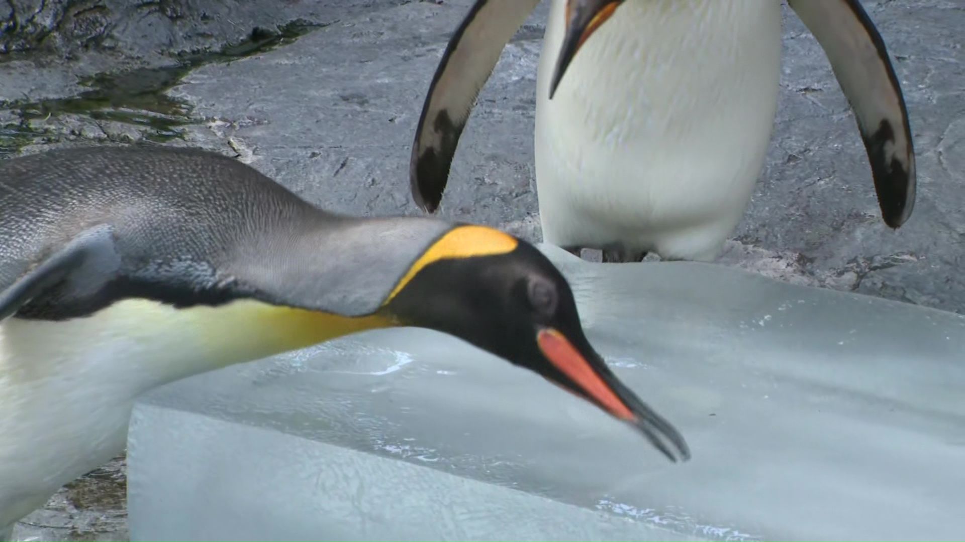 動物たちに氷のプレゼント